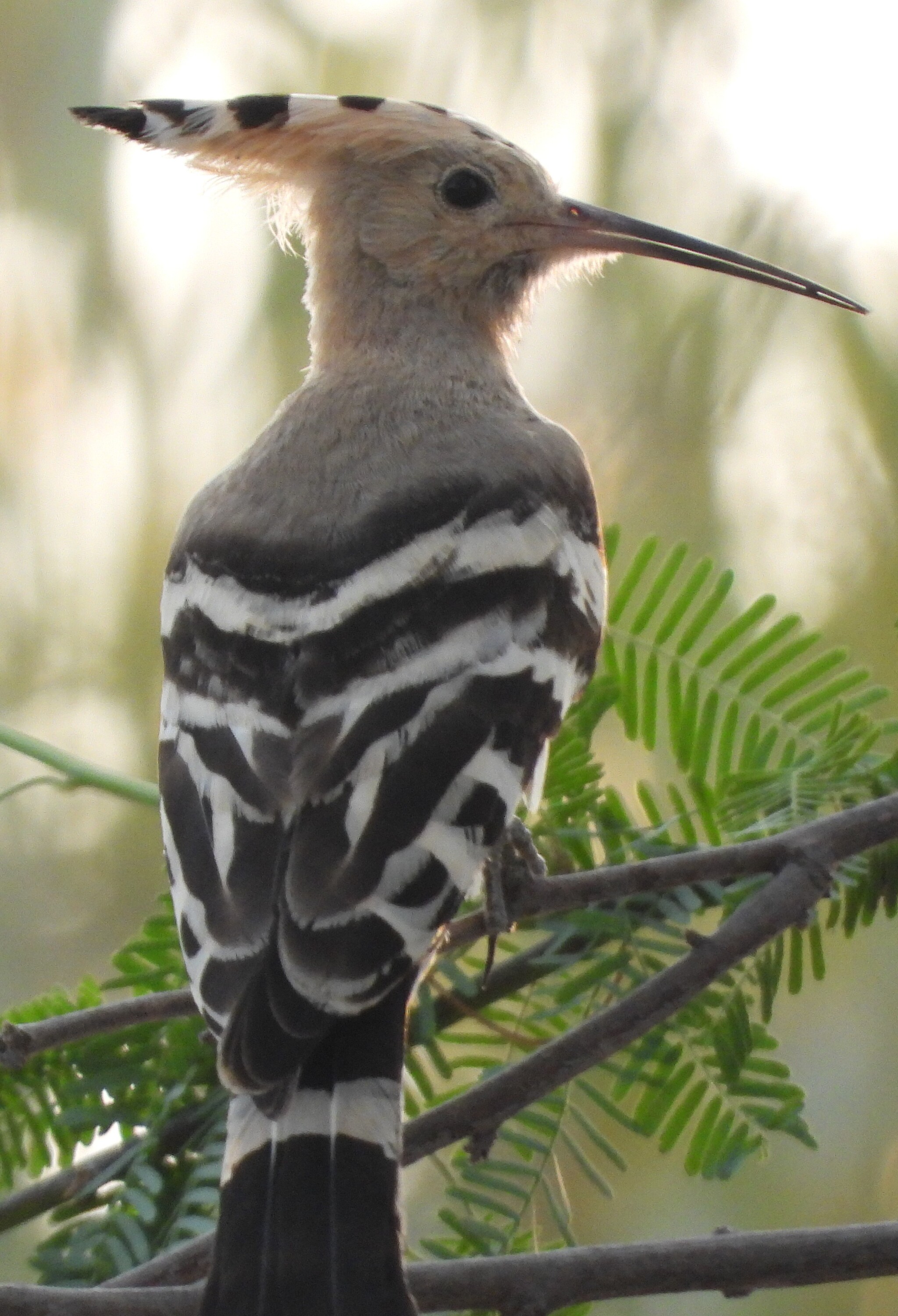 Here are the hoopoes - Birds, Ornithology, Bird watching, Hoopoe, Photo hunting, Ornithology League, In the animal world, The nature of Russia, Longpost, The photo