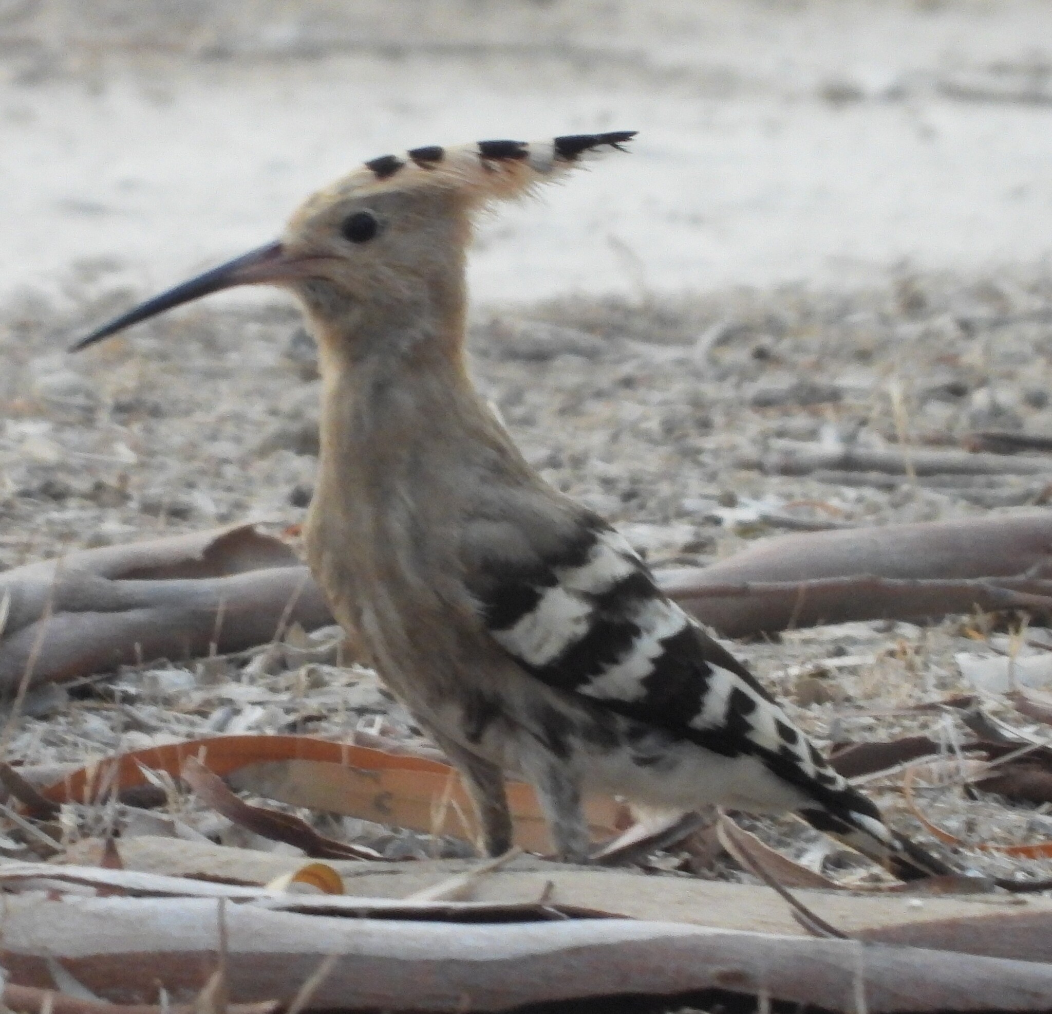 Here are the hoopoes - Birds, Ornithology, Bird watching, Hoopoe, Photo hunting, Ornithology League, In the animal world, The nature of Russia, Longpost, The photo