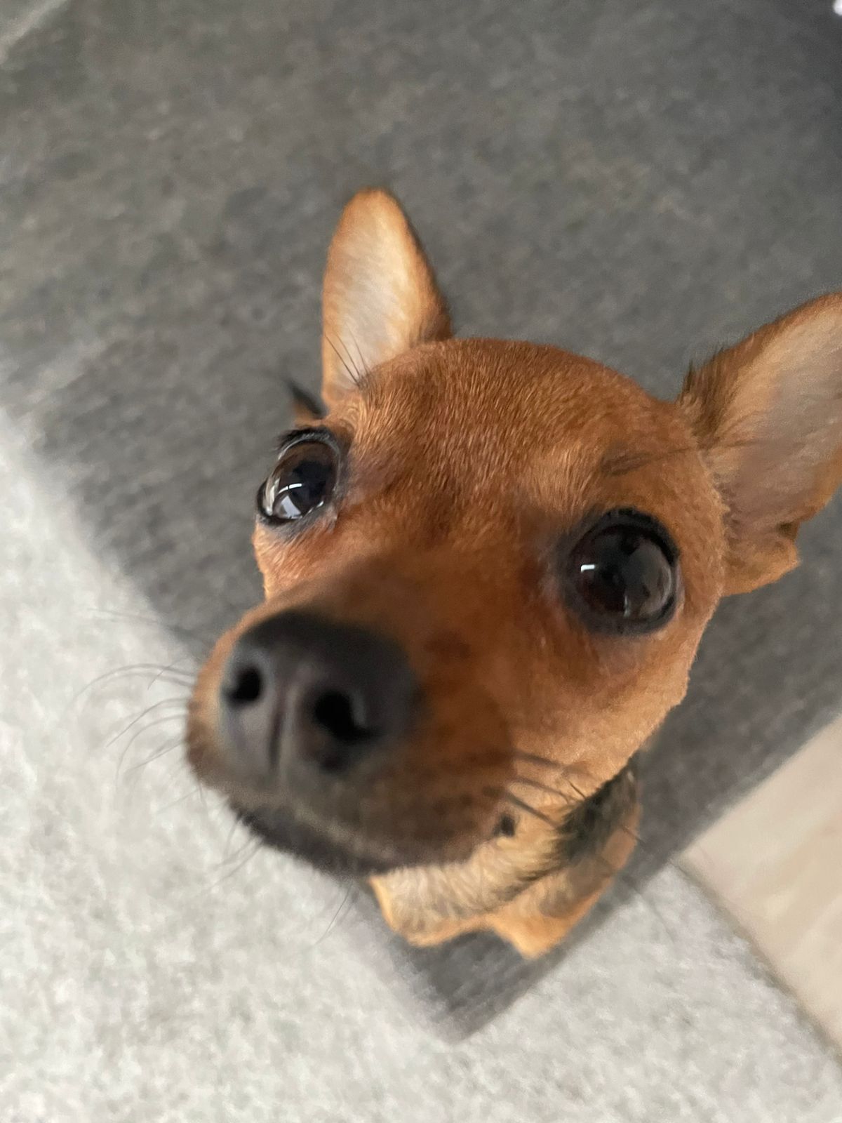 Hello Pikabushniks! My dog ??Thread - My, Milota, Toy Terrier, New Urengoy, Fluffy, Longpost, Dog