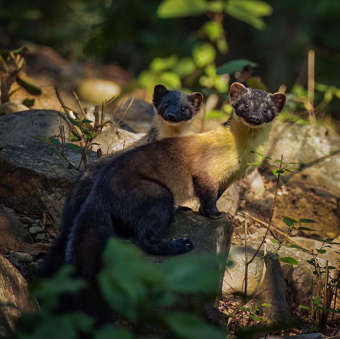 Kharzy - Kharza, Cunyi, Predatory animals, Wild animals, wildlife, National park, India, The photo