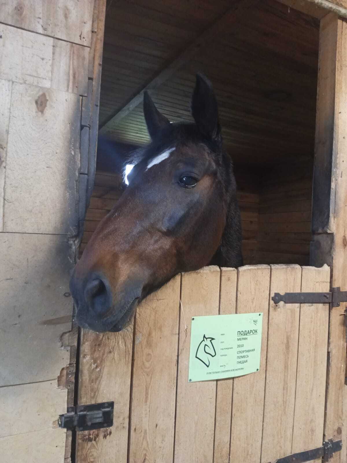 It seems like a talent) - My, Horses, The photo, Talent, Longpost