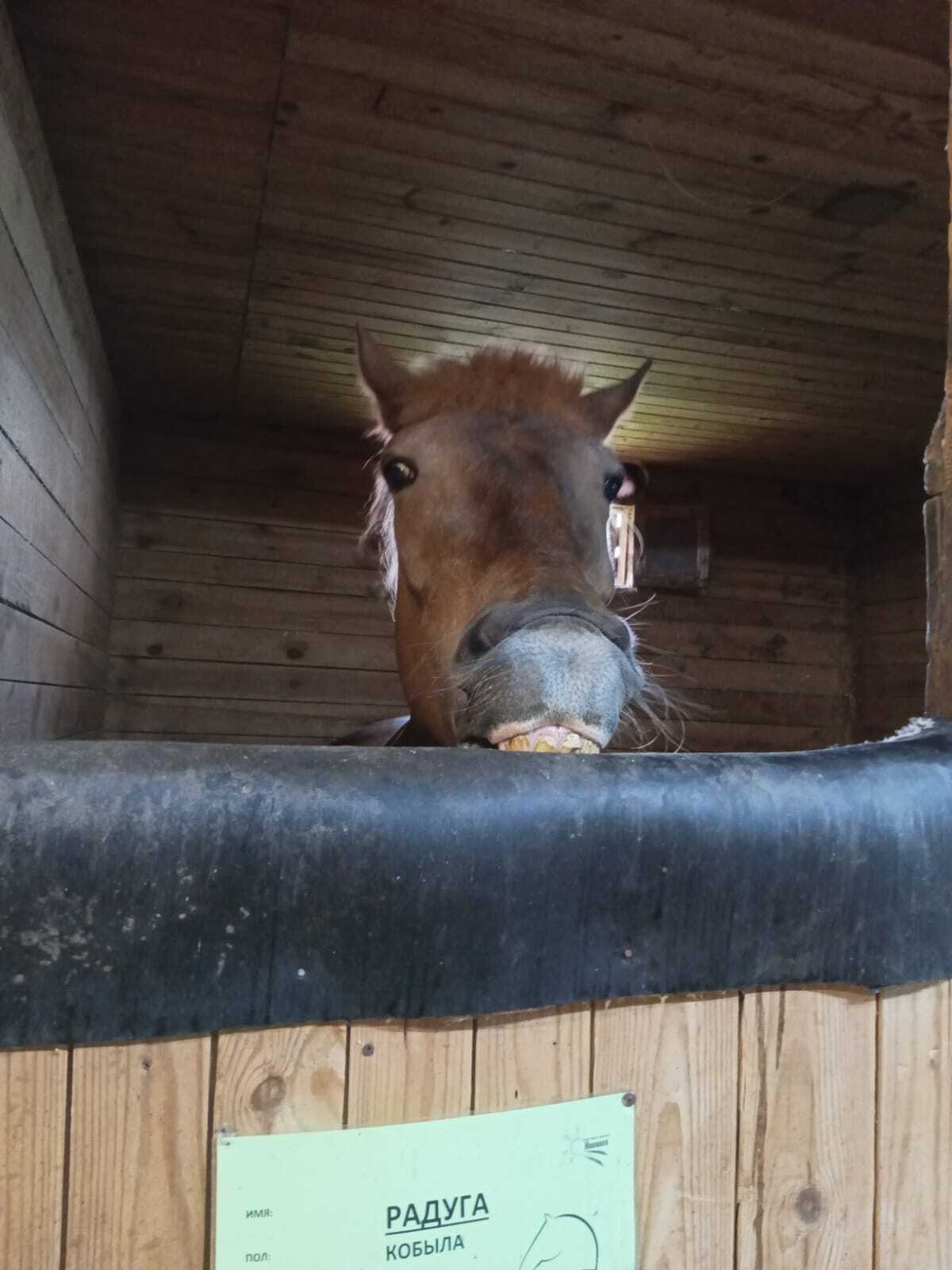 It seems like a talent) - My, Horses, The photo, Talent, Longpost