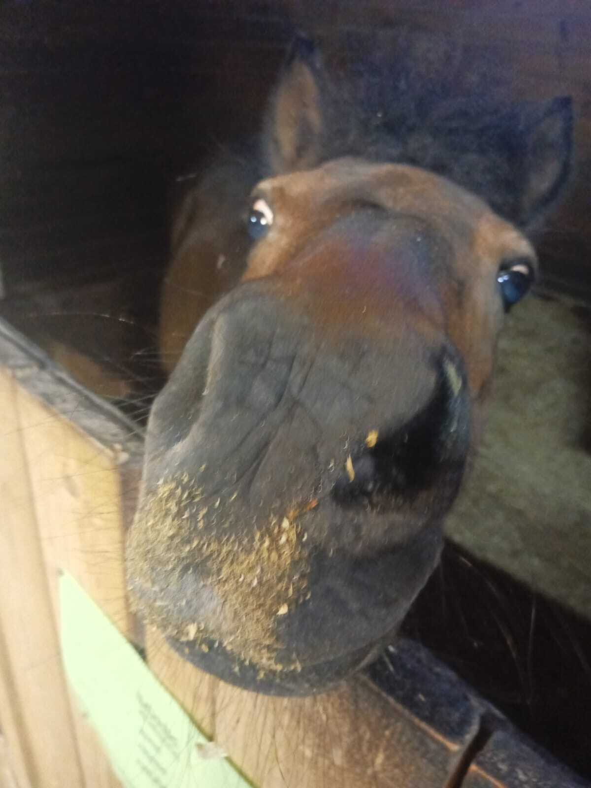 It seems like a talent) - My, Horses, The photo, Talent, Longpost