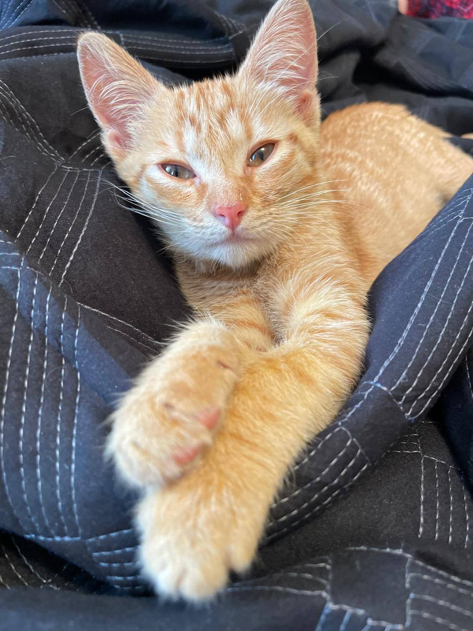 We are looking for a home for a super red cat girl named Mandarin! Moscow - In good hands, Homeless animals, Veterinary, Kittens, cat, Overexposure, Cat lovers, Fluffy, Tricolor cat, Lost, Volunteering, Pet the cat, Kindness, Animal Rescue, Charity, Shelter, Moscow region, Care, The rescue, Longpost