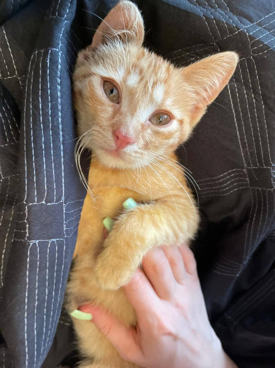 We are looking for a home for a super red cat girl named Mandarin! Moscow - In good hands, Homeless animals, Veterinary, Kittens, cat, Overexposure, Cat lovers, Fluffy, Tricolor cat, Lost, Volunteering, Pet the cat, Kindness, Animal Rescue, Charity, Shelter, Moscow region, Care, The rescue, Longpost