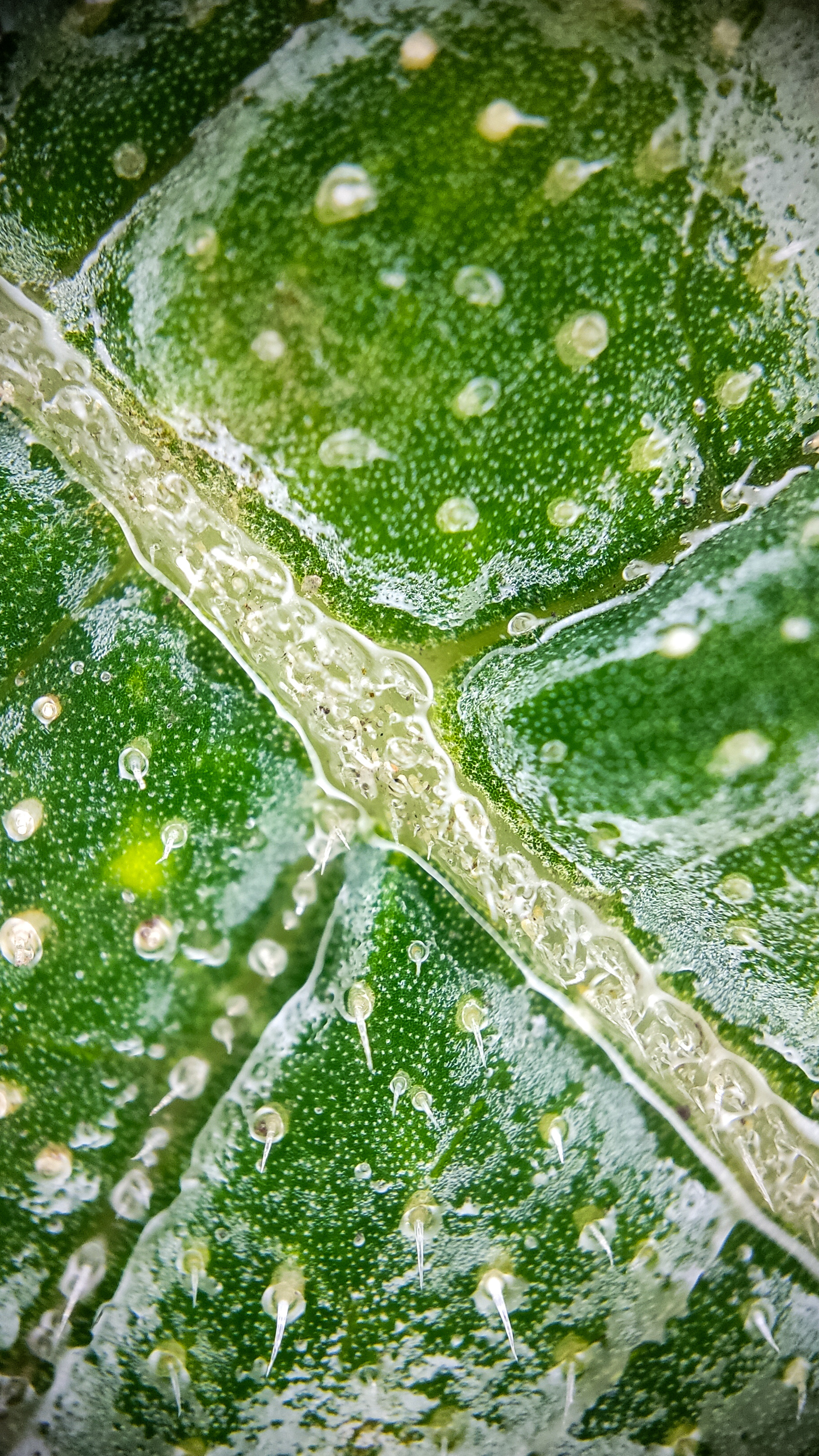 Photo project Let's take a closer look post No. 65. Zucchini - My, Bloom, Macro photography, The photo, Informative, Cooking, Plants, Nature, Food, Gardening, Longpost