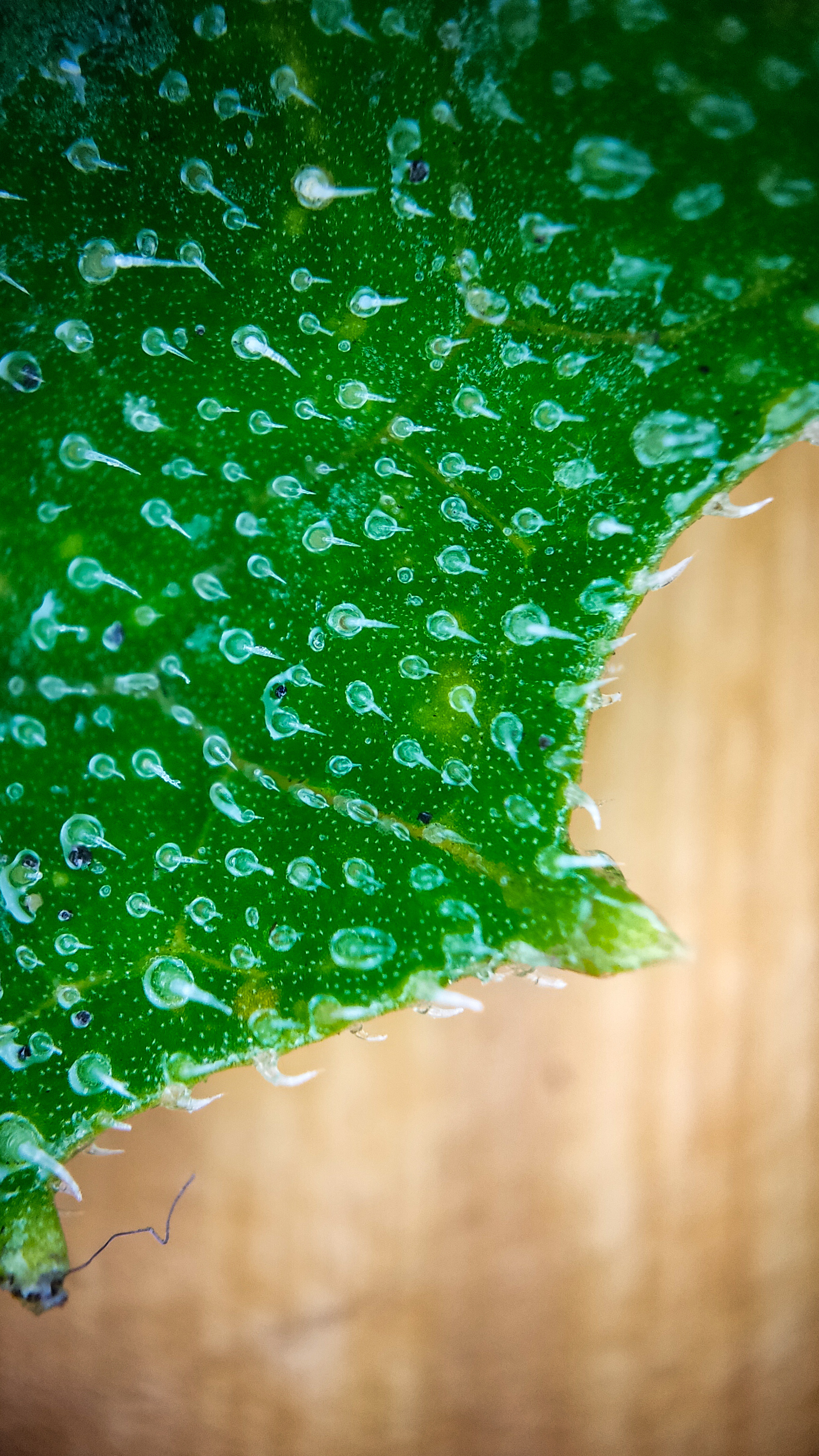 Photo project Let's take a closer look post No. 65. Zucchini - My, Bloom, Macro photography, The photo, Informative, Cooking, Plants, Nature, Food, Gardening, Longpost