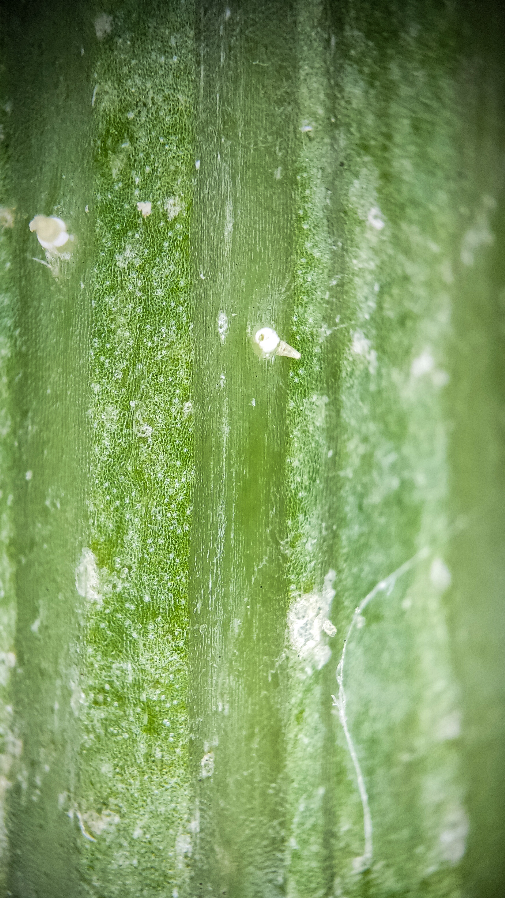 Photo project Let's take a closer look post No. 65. Zucchini - My, Bloom, Macro photography, The photo, Informative, Cooking, Plants, Nature, Food, Gardening, Longpost