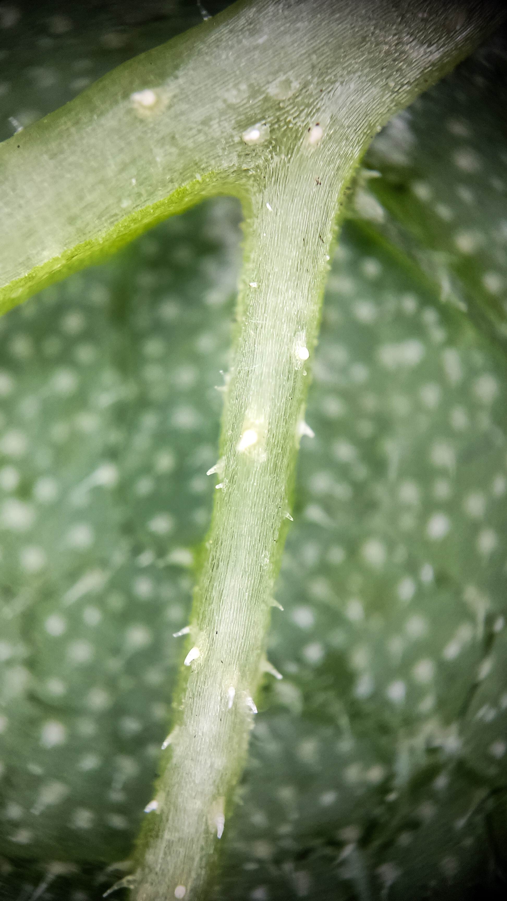 Photo project Let's take a closer look post No. 65. Zucchini - My, Bloom, Macro photography, The photo, Informative, Cooking, Plants, Nature, Food, Gardening, Longpost