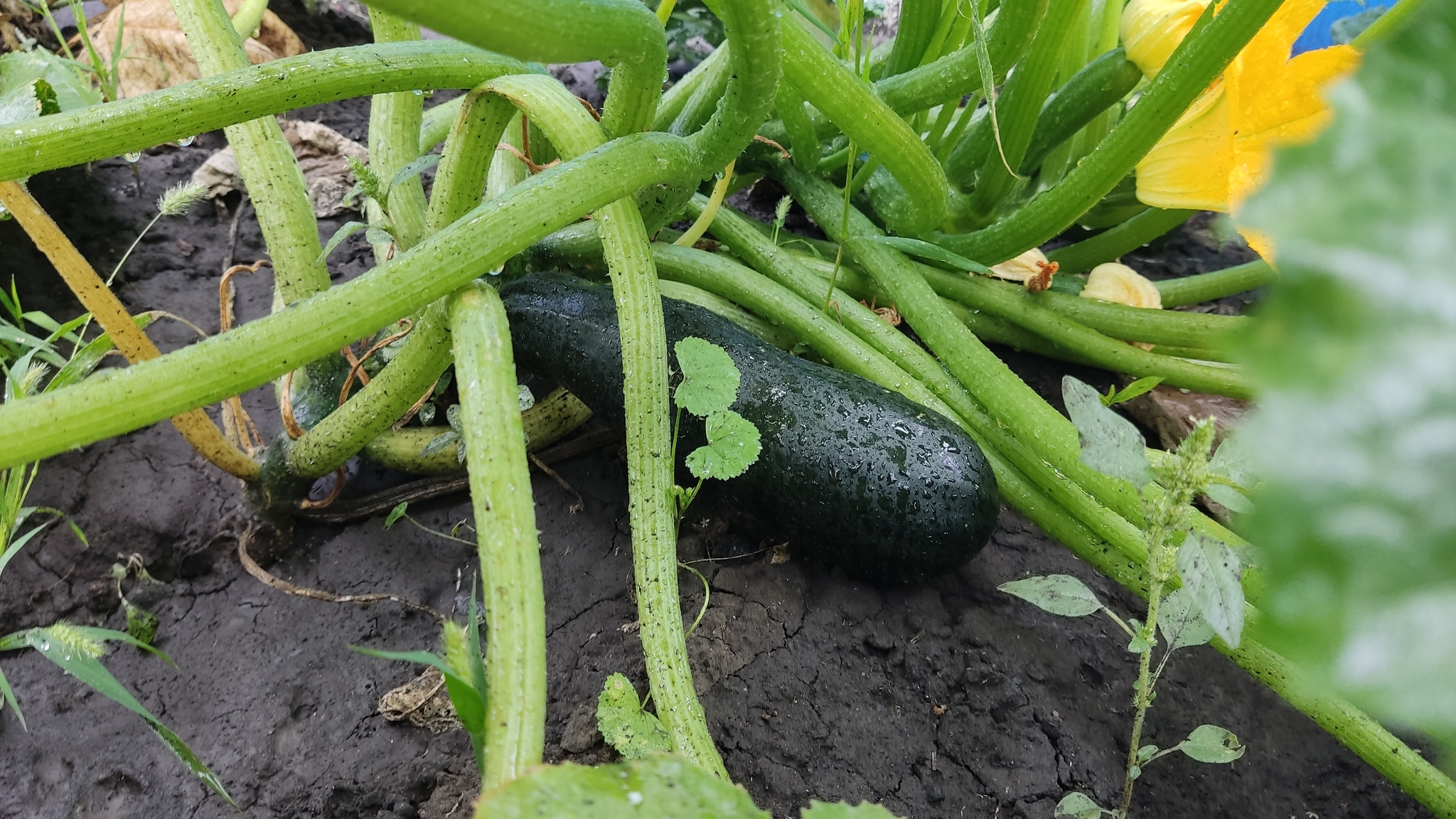 Photo project Let's take a closer look post No. 65. Zucchini - My, Bloom, Macro photography, The photo, Informative, Cooking, Plants, Nature, Food, Gardening, Longpost