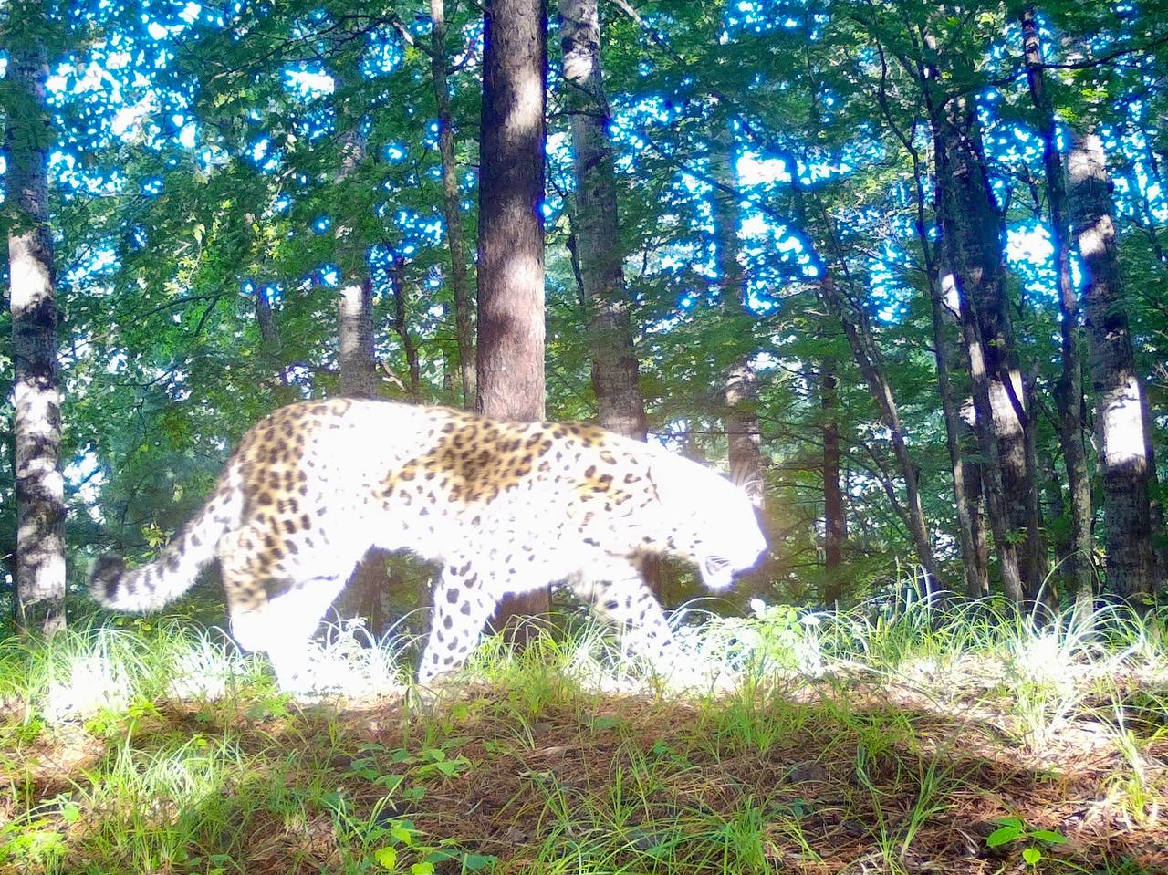 Ослепительный леопард - Дальневосточный леопард, Фотоловушка, Новенький, Приморский край, Национальный парк, Земля Леопарда, Хищные животные, Леопард, Большие кошки, Семейство кошачьих, Дикие животные, Дикая природа, Telegram (ссылка), Длиннопост