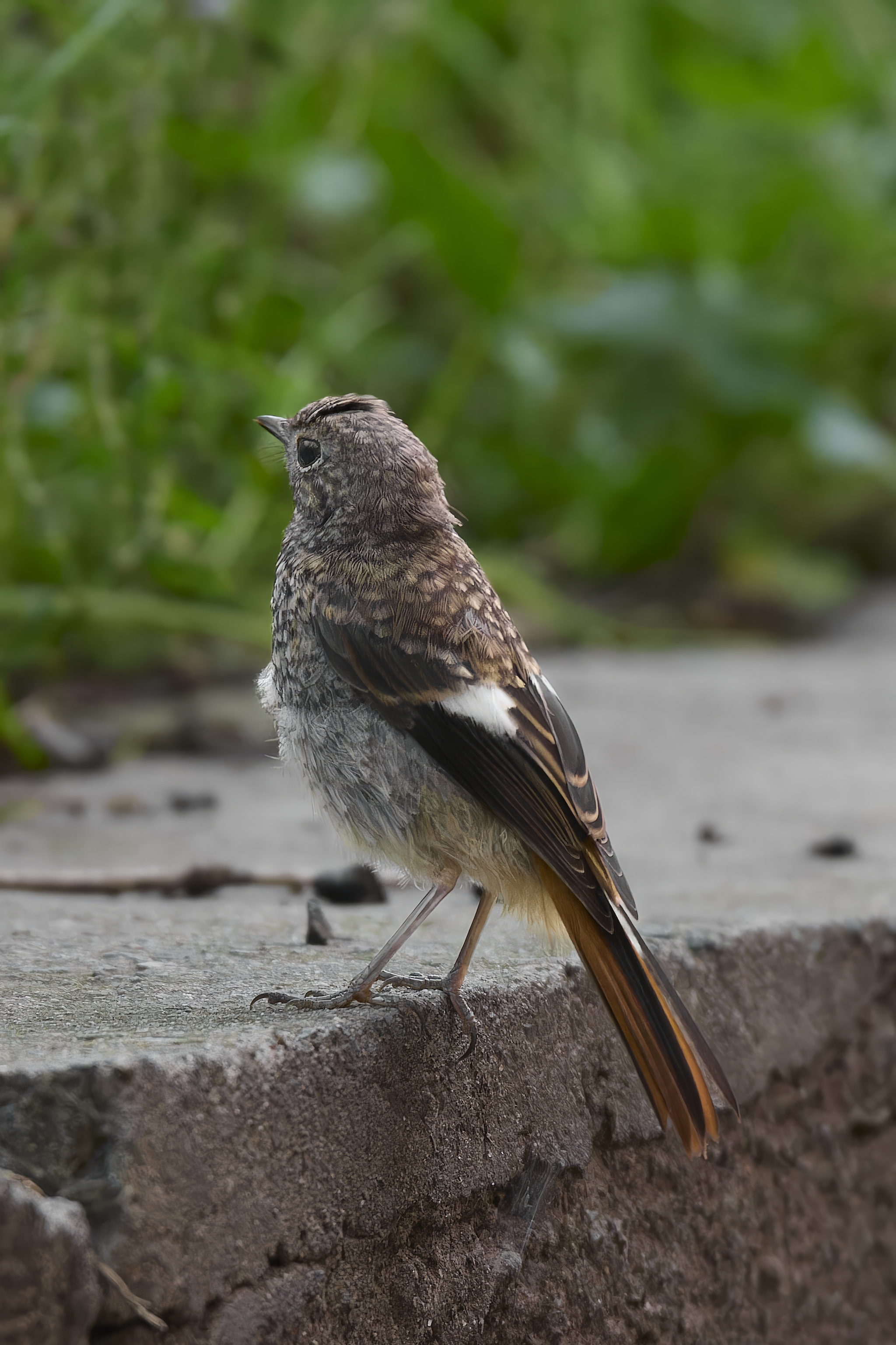 Common redstart (Vladivostok) - My, Canon, Photo hunting, Ornithology, Ornithology League, Birds, Redstart, Vladivostok, Longpost, The photo