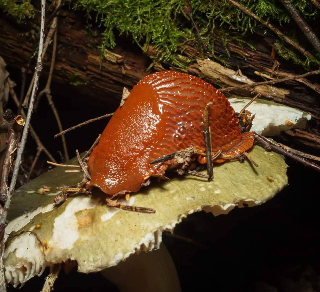 Spanish slug: This western pest has infested central Russia. What is its real danger? - Slug, Animals, Wild animals, Yandex Zen, Yandex Zen (link), Longpost, Gastropod molluscum