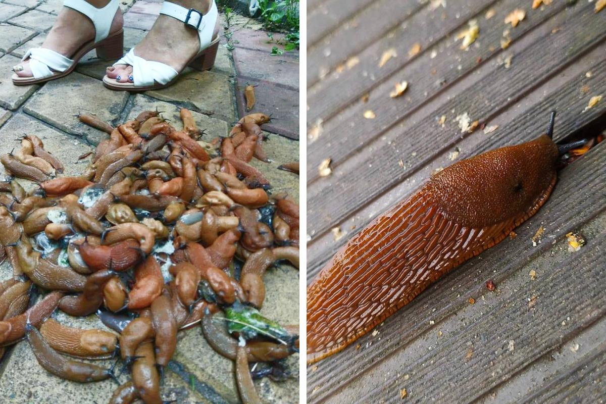 Spanish slug: This western pest has infested central Russia. What is its real danger? - Slug, Animals, Wild animals, Yandex Zen, Yandex Zen (link), Longpost, Gastropod molluscum