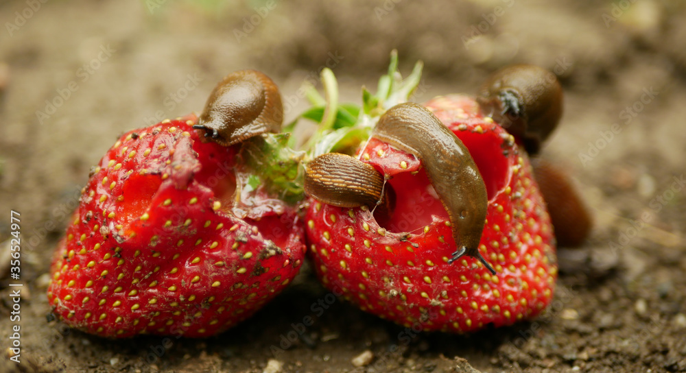 Spanish slug: This western pest has infested central Russia. What is its real danger? - Slug, Animals, Wild animals, Yandex Zen, Yandex Zen (link), Longpost, Gastropod molluscum