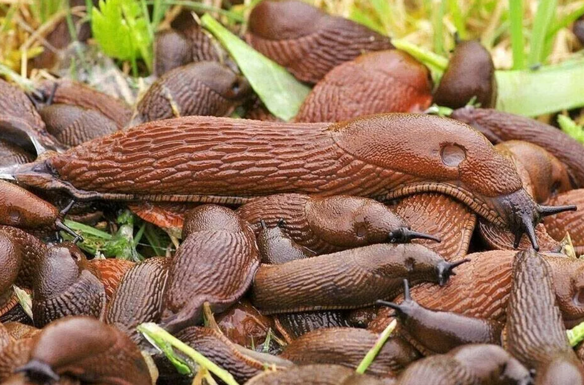 Spanish slug: This western pest has infested central Russia. What is its real danger? - Slug, Animals, Wild animals, Yandex Zen, Yandex Zen (link), Longpost, Gastropod molluscum