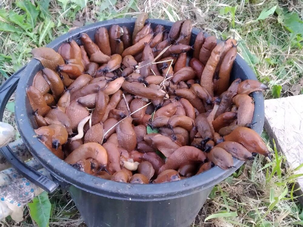 Spanish slug: This western pest has infested central Russia. What is its real danger? - Slug, Animals, Wild animals, Yandex Zen, Yandex Zen (link), Longpost, Gastropod molluscum