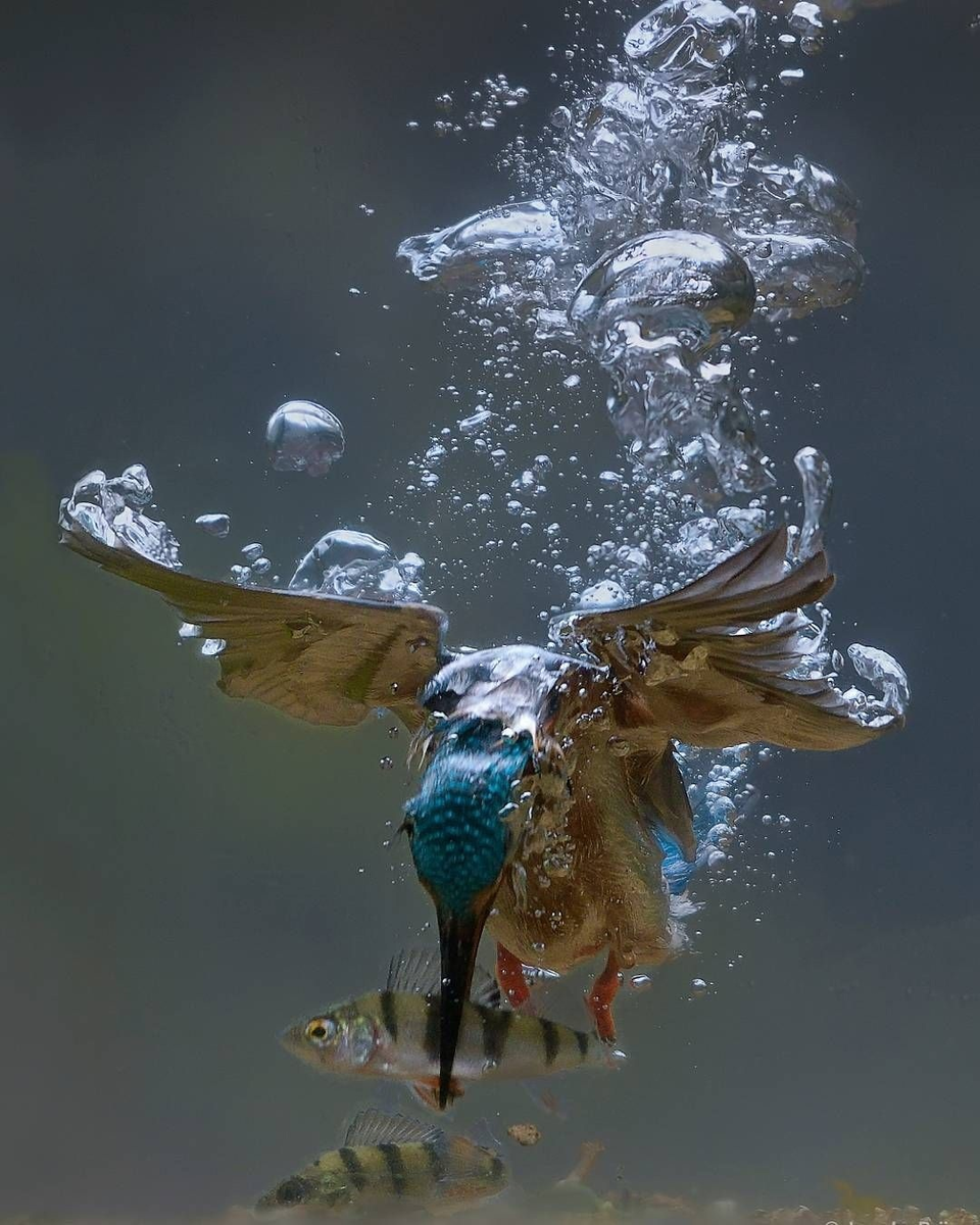 Kingfisher: Birds stuck in trees. What's behind the strange bird rescue videos? - Kingfisher, Birds, Animals, Wild animals, Yandex Zen, Yandex Zen (link), Longpost