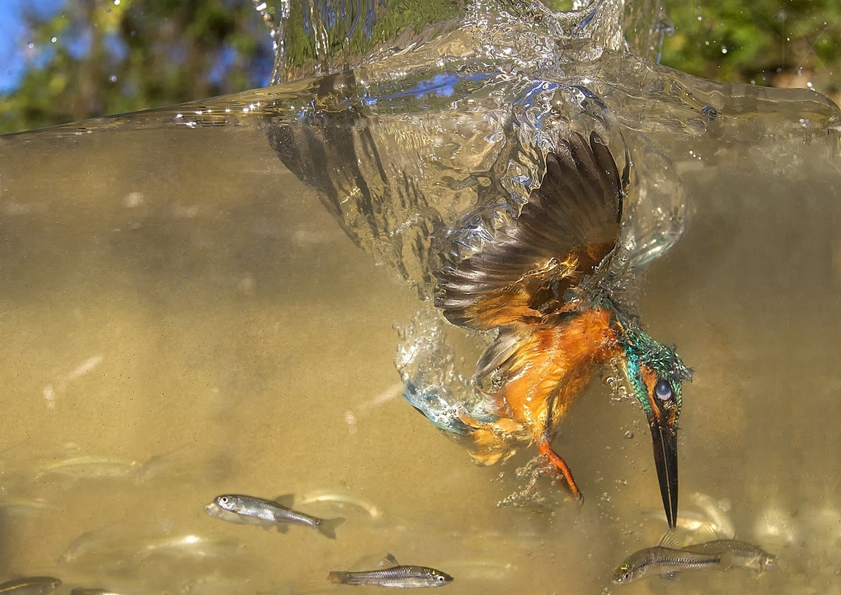 Kingfisher: Birds stuck in trees. What's behind the strange bird rescue videos? - Kingfisher, Birds, Animals, Wild animals, Yandex Zen, Yandex Zen (link), Longpost