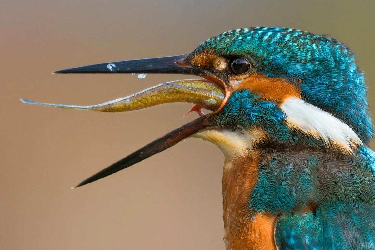 Kingfisher: Birds stuck in trees. What's behind the strange bird rescue videos? - Kingfisher, Birds, Animals, Wild animals, Yandex Zen, Yandex Zen (link), Longpost