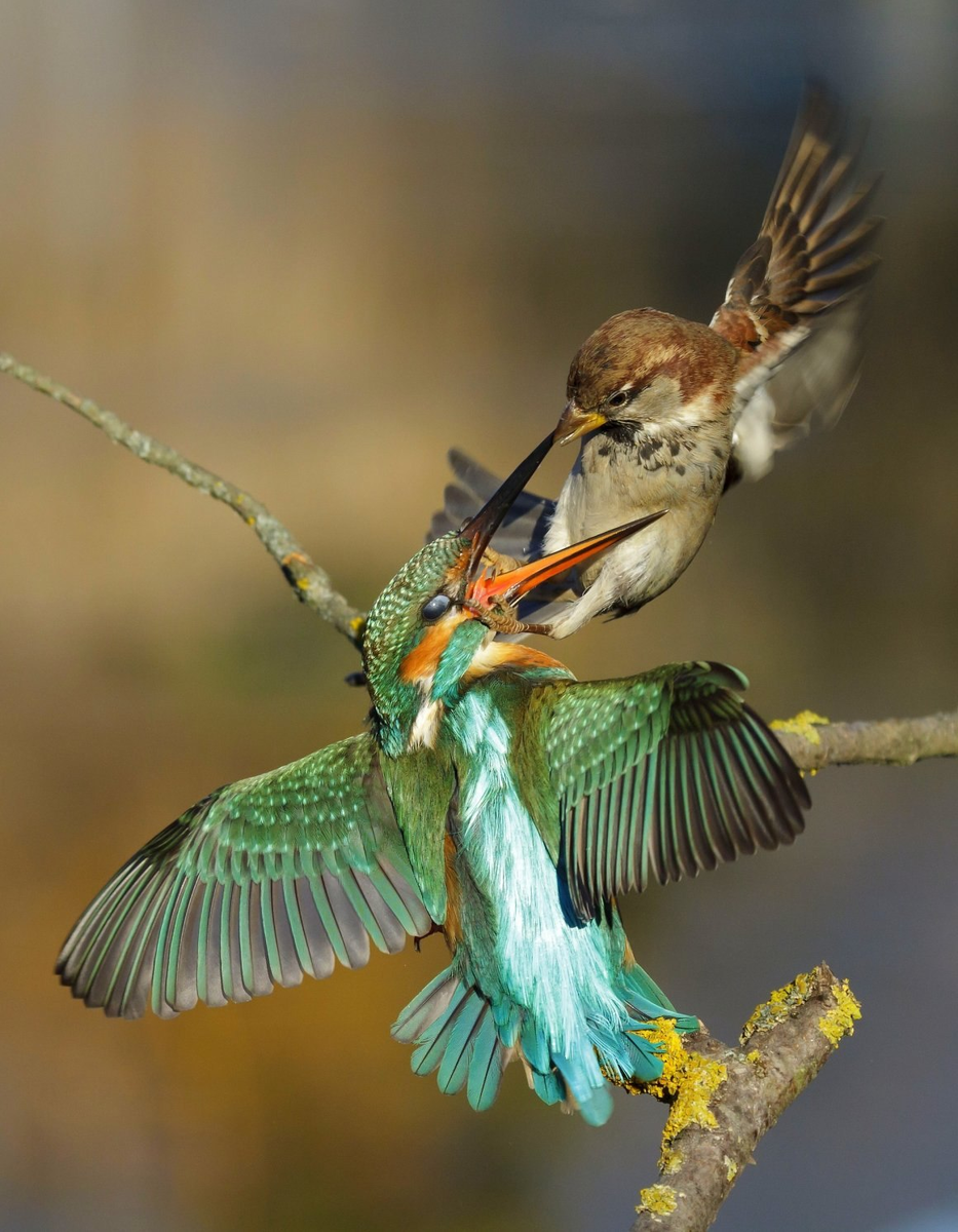 Kingfisher: Birds stuck in trees. What's behind the strange bird rescue videos? - Kingfisher, Birds, Animals, Wild animals, Yandex Zen, Yandex Zen (link), Longpost