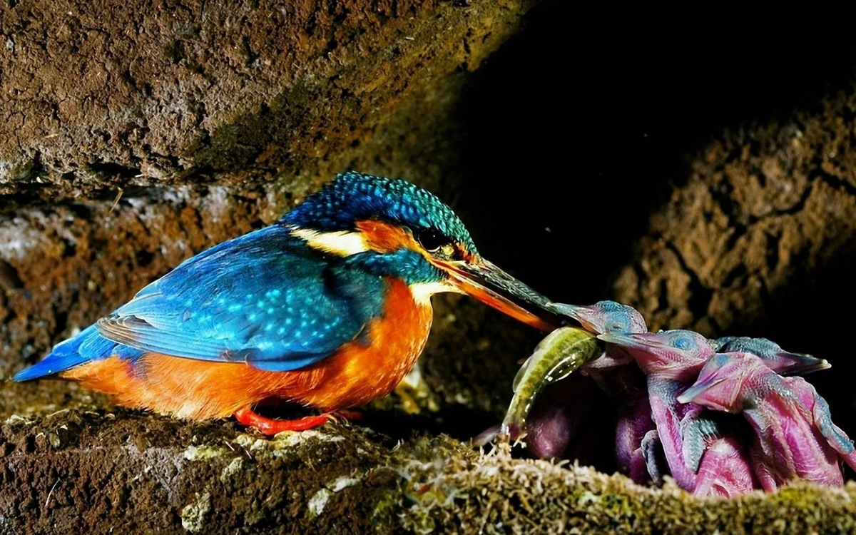 Kingfisher: Birds stuck in trees. What's behind the strange bird rescue videos? - Kingfisher, Birds, Animals, Wild animals, Yandex Zen, Yandex Zen (link), Longpost