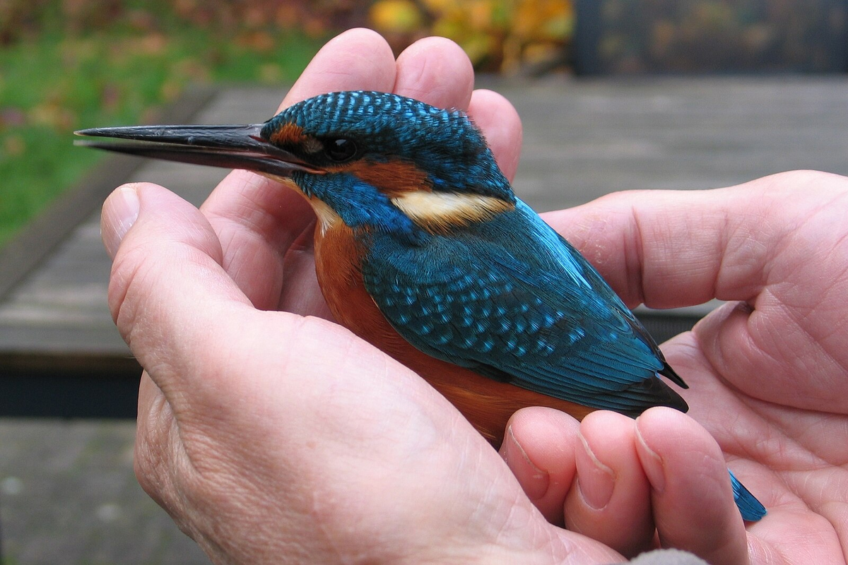 Kingfisher: Birds stuck in trees. What's behind the strange bird rescue videos? - Kingfisher, Birds, Animals, Wild animals, Yandex Zen, Yandex Zen (link), Longpost