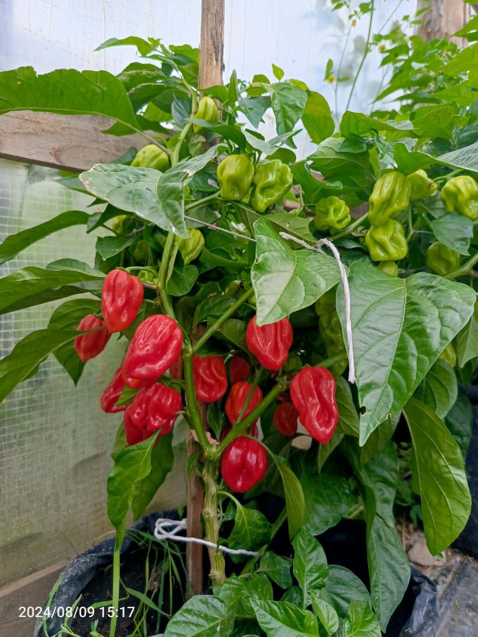 Pikabushnik's bet on eating one of the hottest peppers in the world - My, Pepper, Vegetables, Garden, Bet, Pain, Video, Vertical video, Longpost, A wave of posts