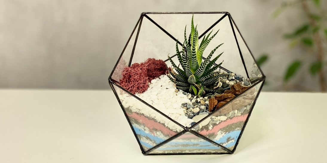 Florarium - My, Gardening, Plants, Houseplants, Flowers, Biology, Telegram (link), Garden, Florarium, Flora, Terrarium, Glass Terrarium, Floristics, Terrariumistics, Presents, Longpost