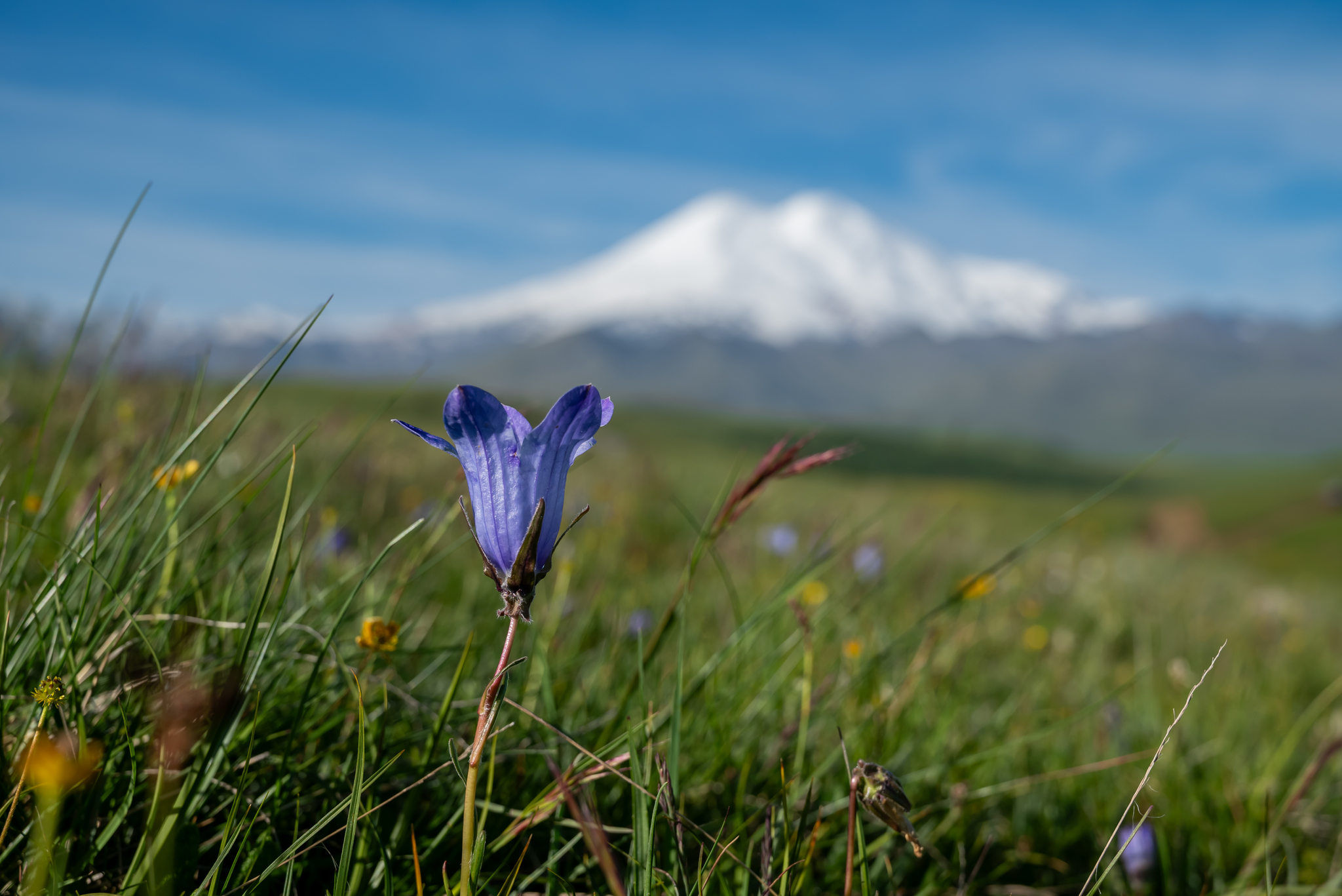 On the way to the Djily-Su tract. Elbrus - My, The mountains, Caucasus mountains, Jily-Su, Elbrus, Mountain tourism, Longpost, Flowers, Nature, The photo