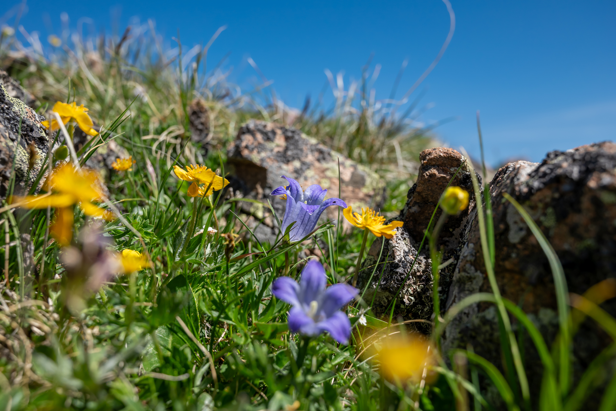 On the way to the Djily-Su tract. Elbrus - My, The mountains, Caucasus mountains, Jily-Su, Elbrus, Mountain tourism, Longpost, Flowers, Nature, The photo