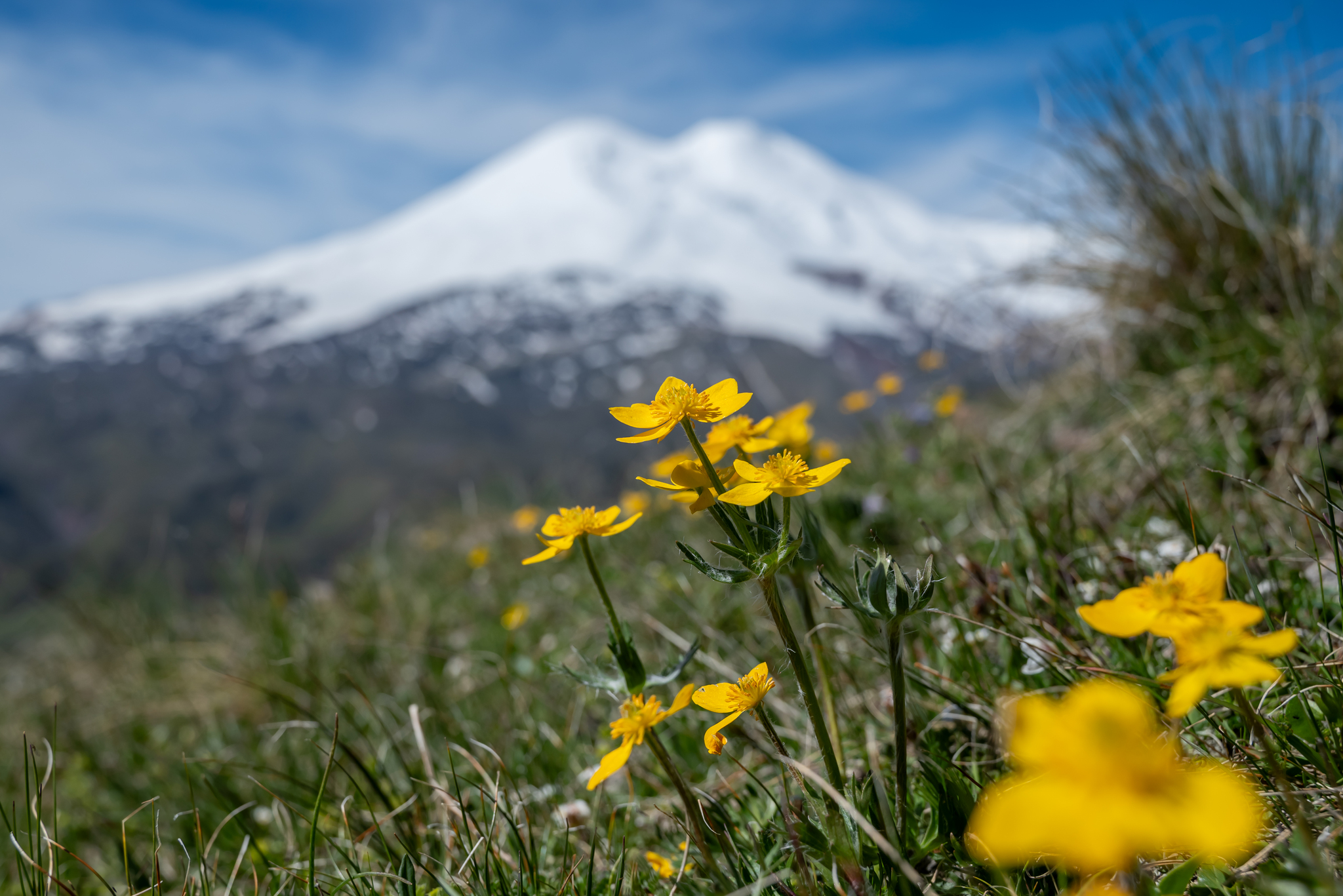 On the way to the Djily-Su tract. Elbrus - My, The mountains, Caucasus mountains, Jily-Su, Elbrus, Mountain tourism, Longpost, Flowers, Nature, The photo