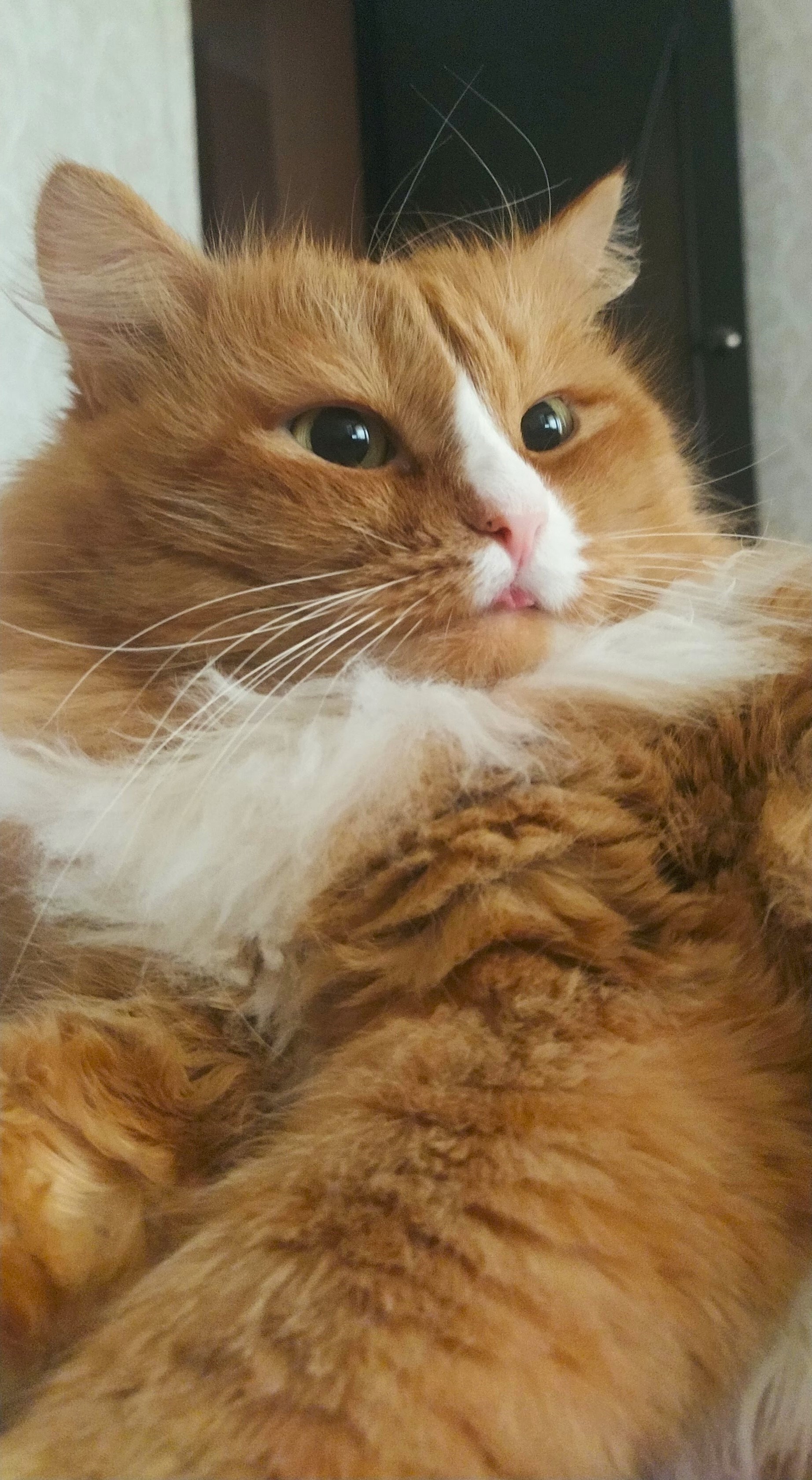 Birthday boy - My, cat, Kittens, Pets, Birthday, Fluffy, Redheads, The photo, Longpost