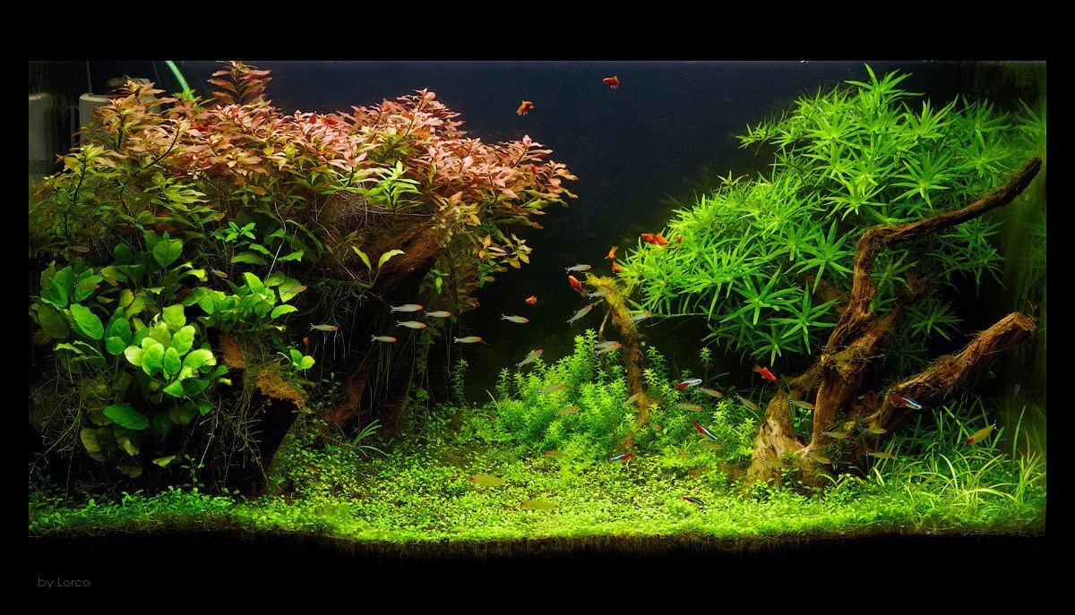 Bring back my 2009 or Amano style underwater garden - My, 15 years ago, Aquarium, Amano, Takashi Amano, 2009, Longpost