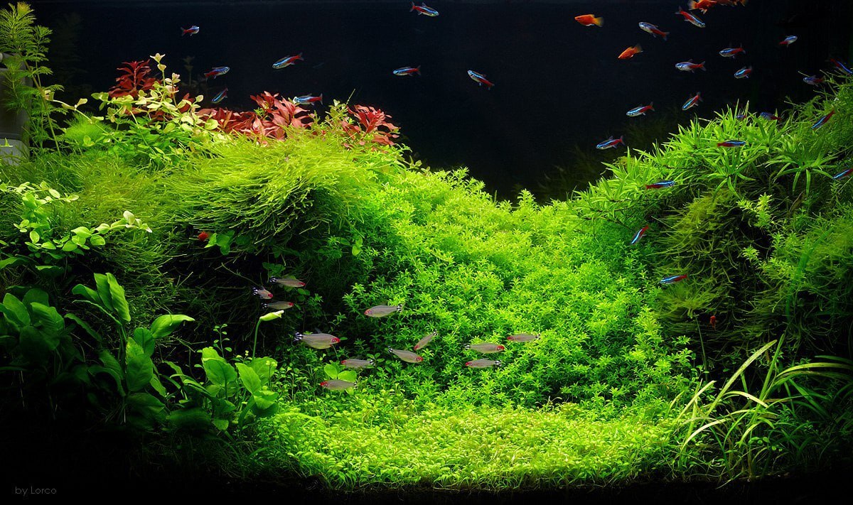 Bring back my 2009 or Amano style underwater garden - My, 15 years ago, Aquarium, Amano, Takashi Amano, 2009, Longpost