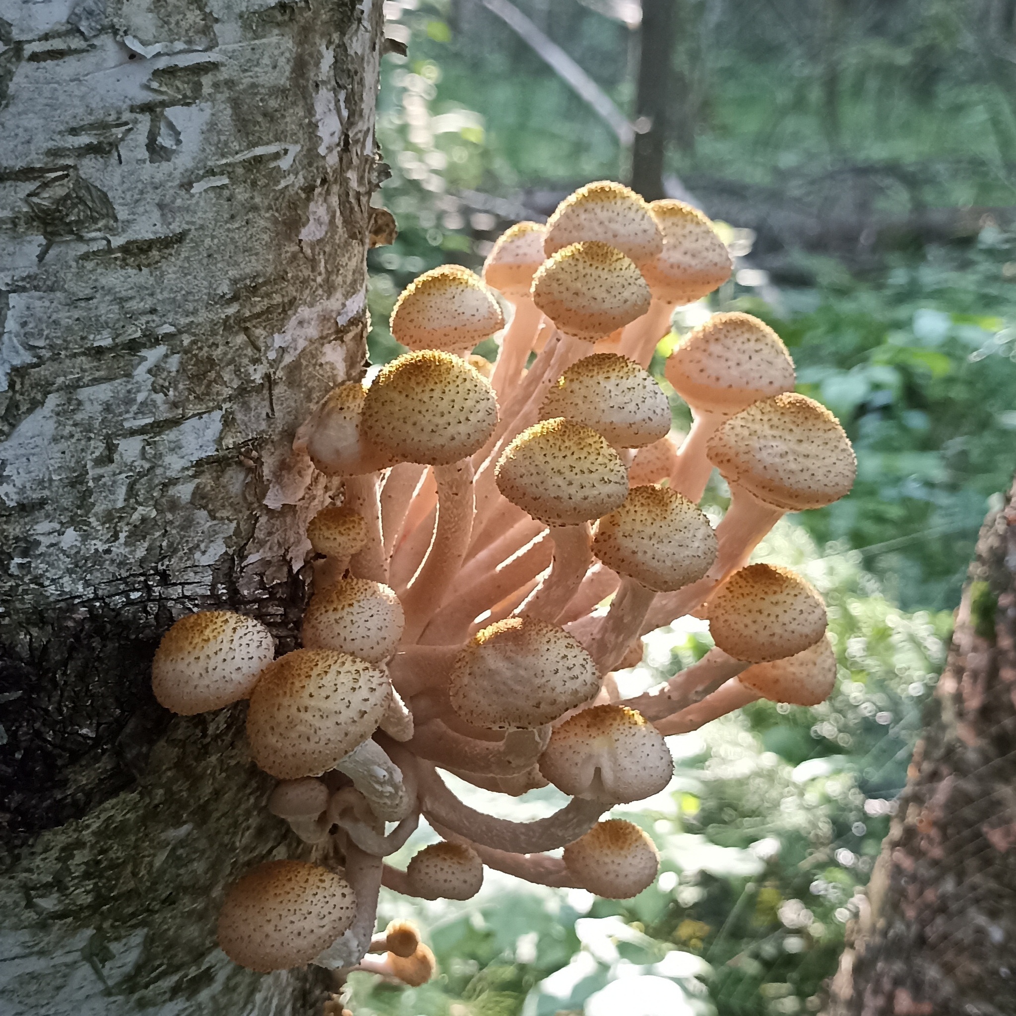 Who gets up early - My, Honey mushrooms, Mushrooms, Morning, Mobile photography, Forest, Longpost