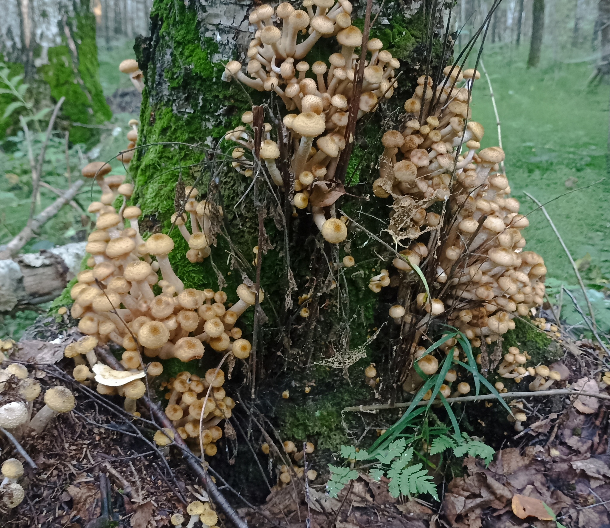 Who gets up early - My, Honey mushrooms, Mushrooms, Morning, Mobile photography, Forest, Longpost