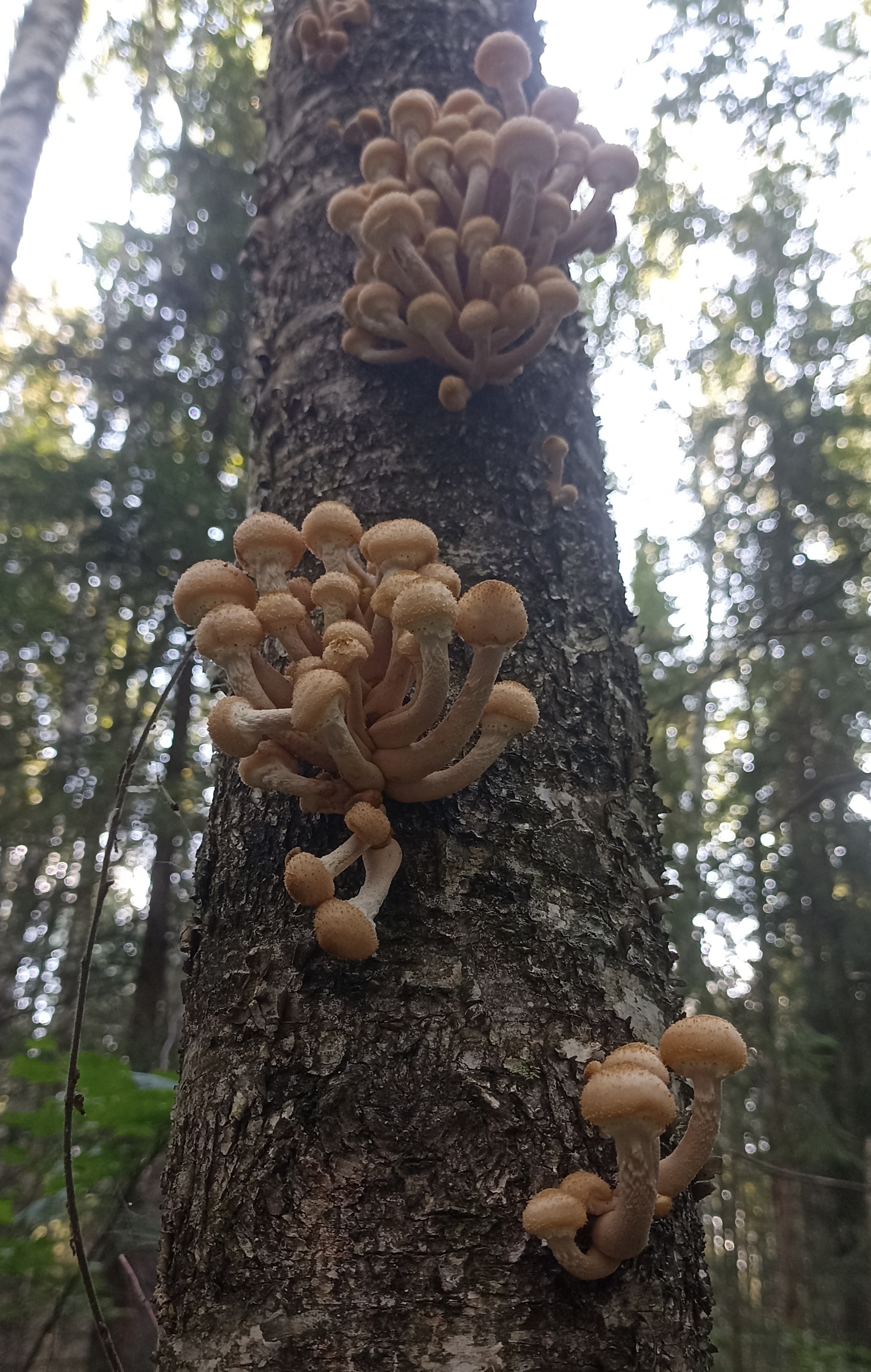 Who gets up early - My, Honey mushrooms, Mushrooms, Morning, Mobile photography, Forest, Longpost