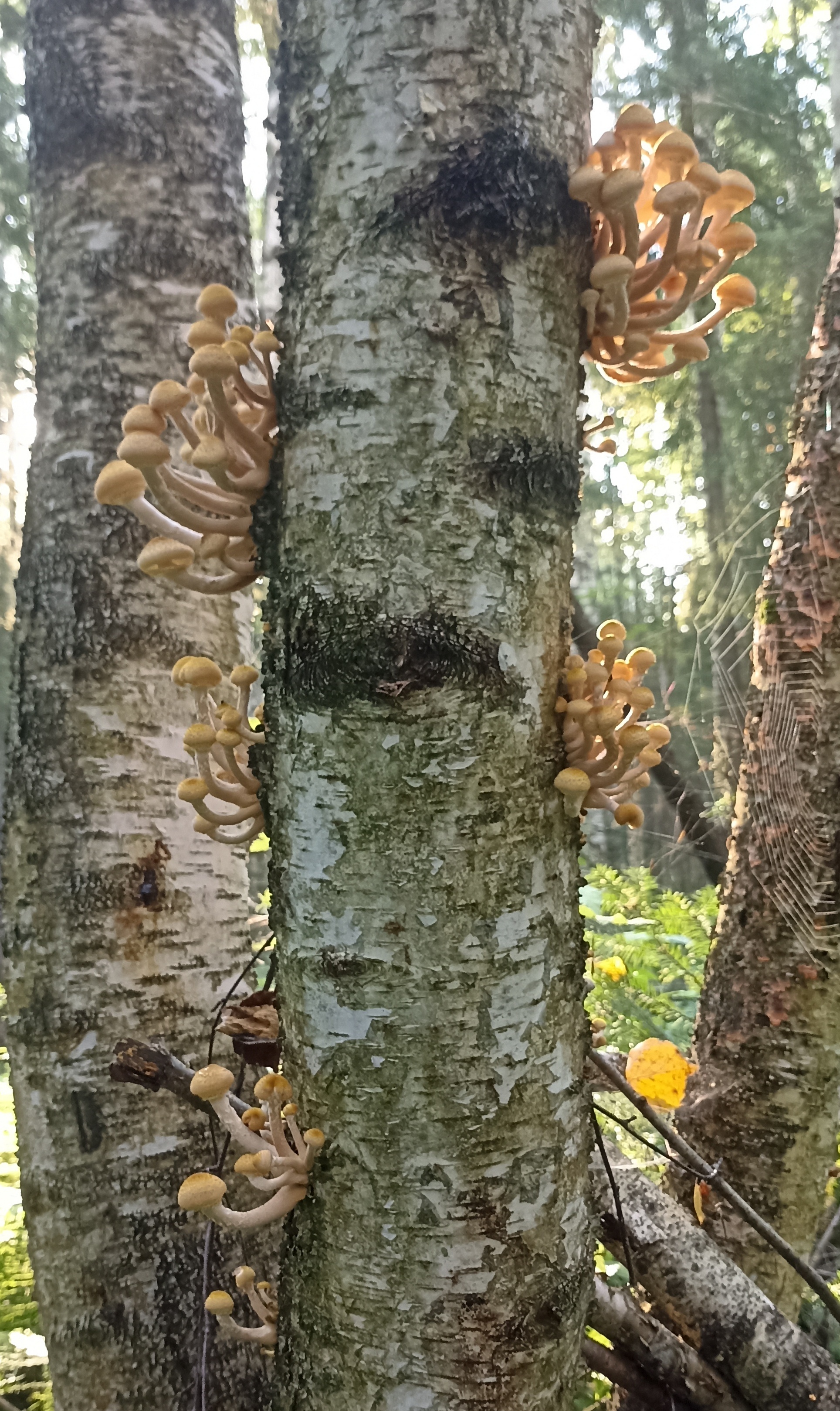 Who gets up early - My, Honey mushrooms, Mushrooms, Morning, Mobile photography, Forest, Longpost