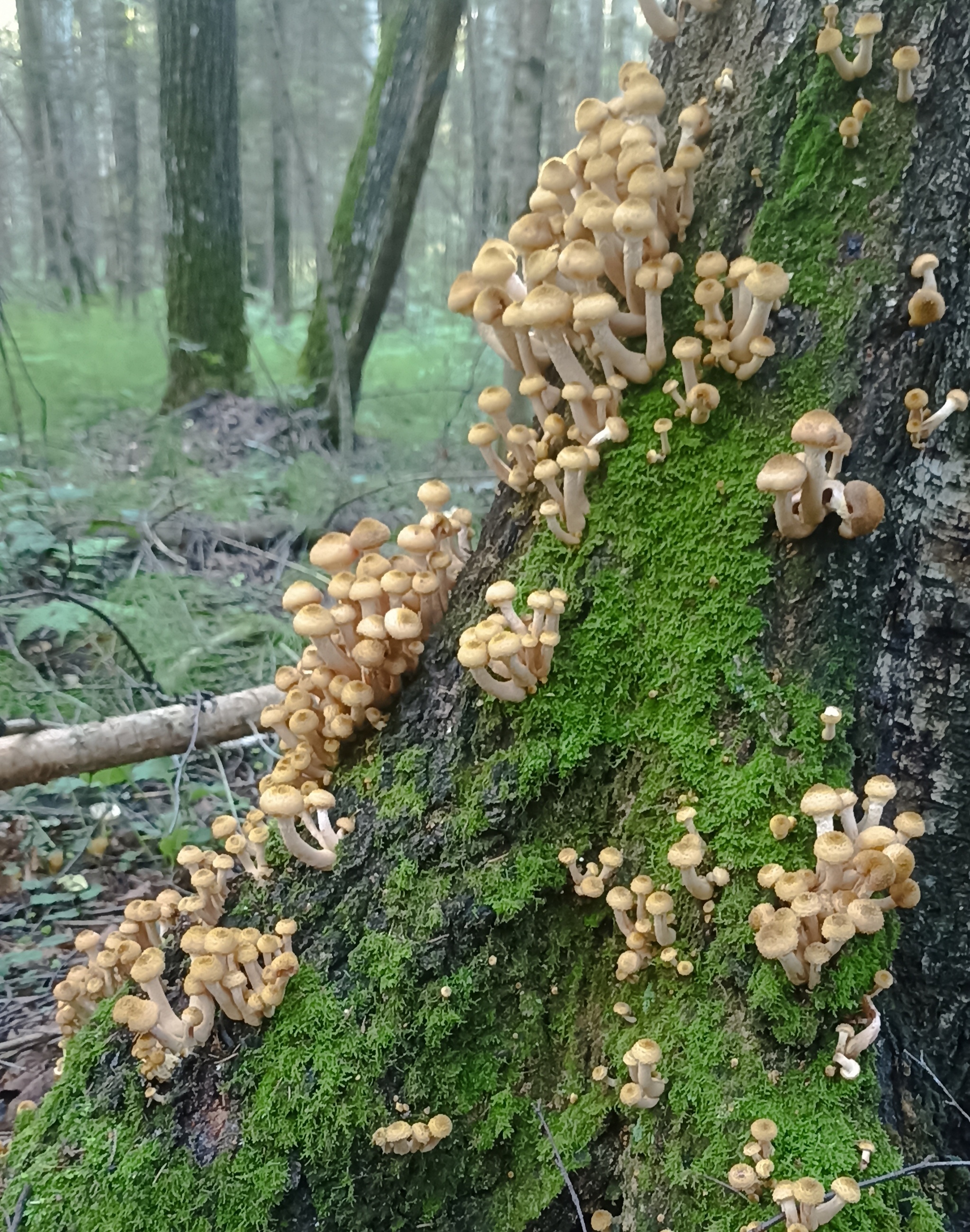 Who gets up early - My, Honey mushrooms, Mushrooms, Morning, Mobile photography, Forest, Longpost