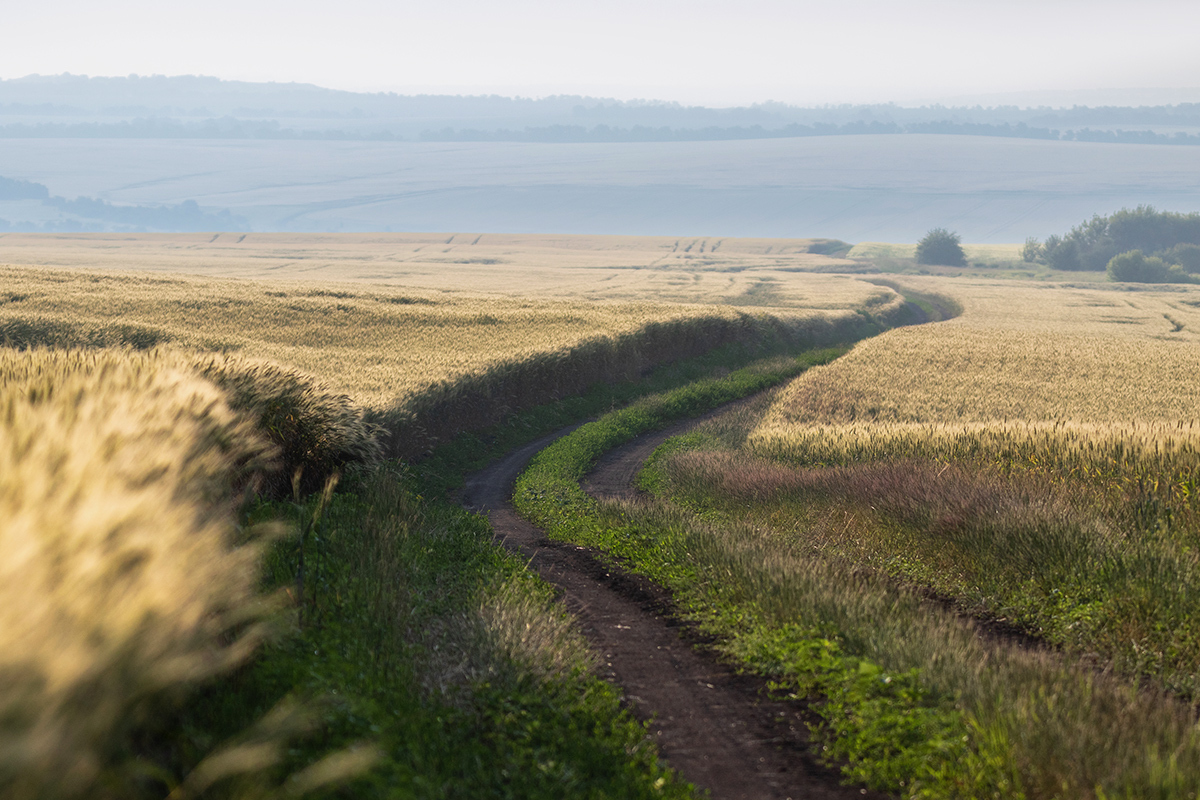 Through the fields - My, Field, Rostov region