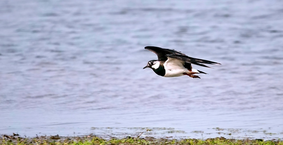 Lapwing in flight - My, The photo, Netherlands (Holland), Nature, Birds