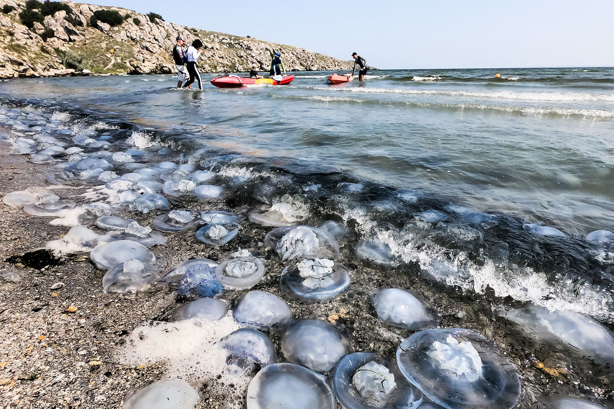 Why is there an invasion of jellyfish in the Black Sea every year? What's wrong with nature and is it dangerous? - Jellyfish, Black Sea, Animals, Wild animals, Yandex Zen, Yandex Zen (link), Longpost