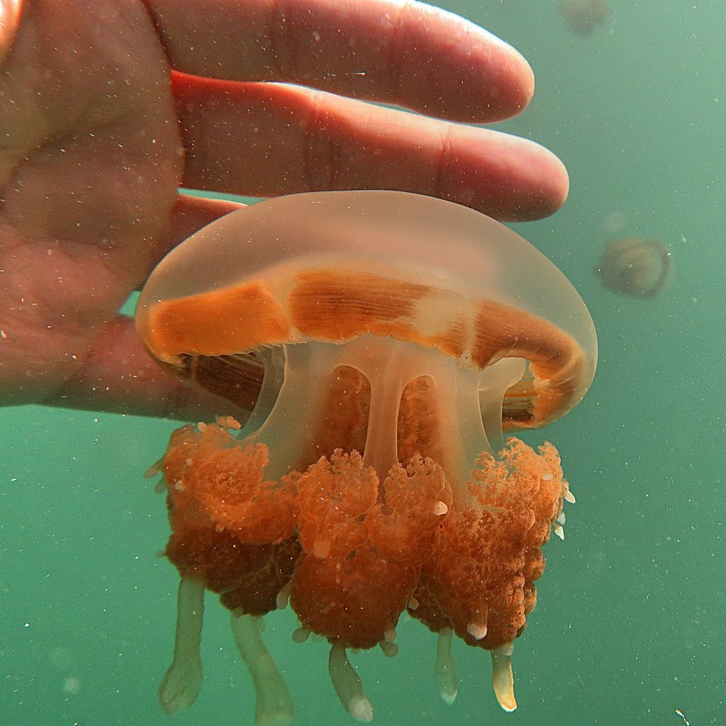 Why is there an invasion of jellyfish in the Black Sea every year? What's wrong with nature and is it dangerous? - Jellyfish, Black Sea, Animals, Wild animals, Yandex Zen, Yandex Zen (link), Longpost