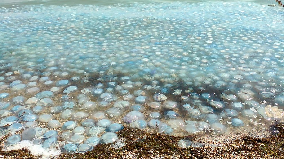 Why is there an invasion of jellyfish in the Black Sea every year? What's wrong with nature and is it dangerous? - Jellyfish, Black Sea, Animals, Wild animals, Yandex Zen, Yandex Zen (link), Longpost