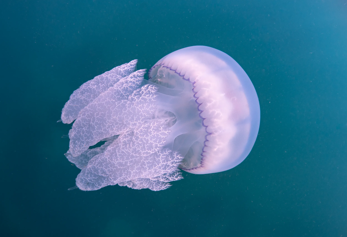 Why is there an invasion of jellyfish in the Black Sea every year? What's wrong with nature and is it dangerous? - Jellyfish, Black Sea, Animals, Wild animals, Yandex Zen, Yandex Zen (link), Longpost