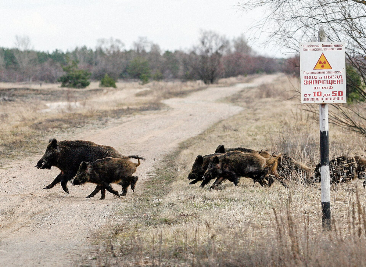 Nature of Chernobyl: How has the local fauna changed during half a century of alienation? - Chernobyl, Animals, Wild animals, Radiation, Yandex Zen, Yandex Zen (link), Longpost