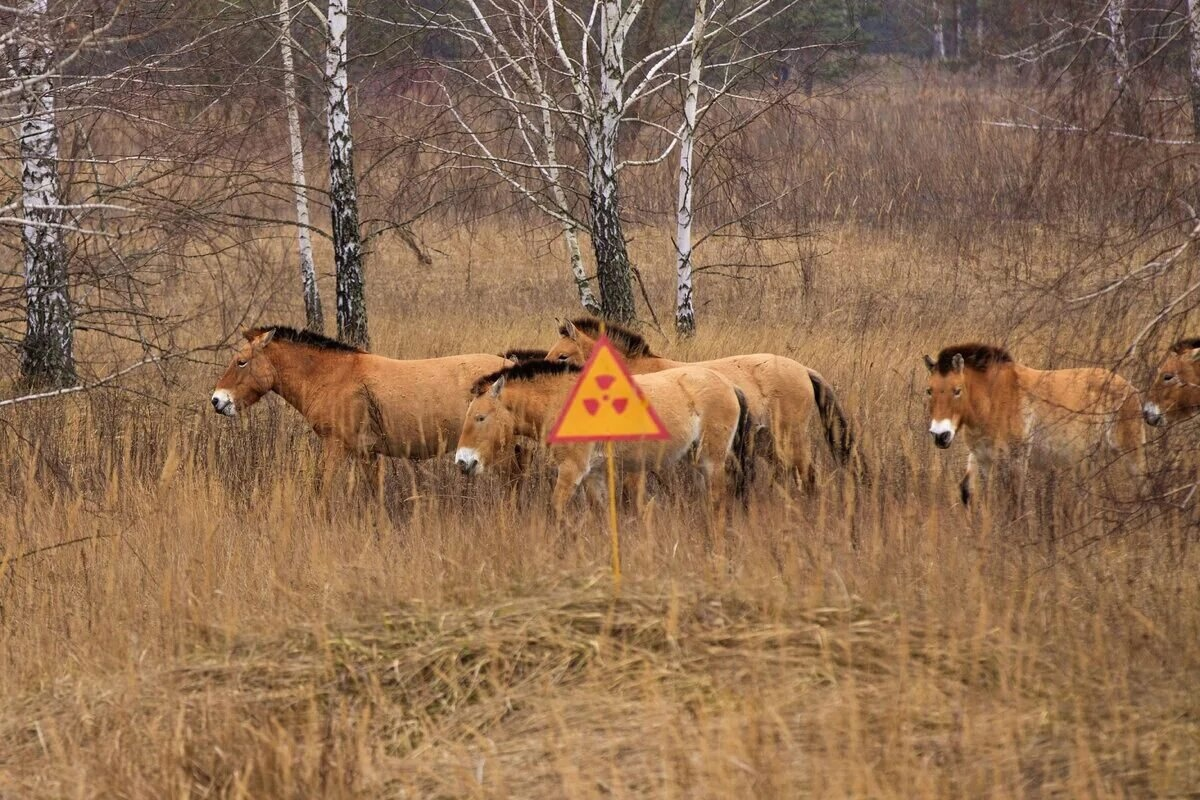 Nature of Chernobyl: How has the local fauna changed during half a century of alienation? - Chernobyl, Animals, Wild animals, Radiation, Yandex Zen, Yandex Zen (link), Longpost