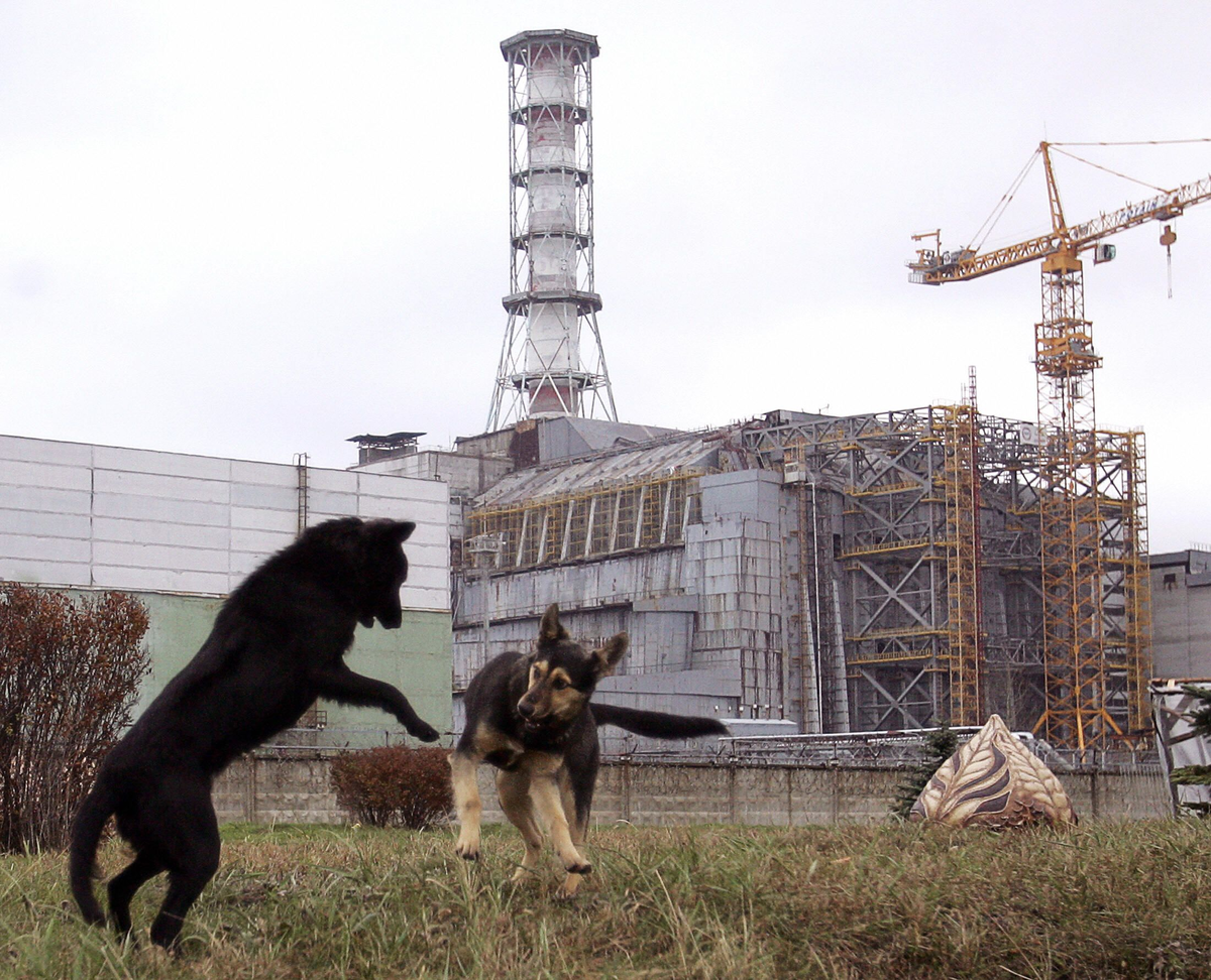 Nature of Chernobyl: How has the local fauna changed during half a century of alienation? - Chernobyl, Animals, Wild animals, Radiation, Yandex Zen, Yandex Zen (link), Longpost