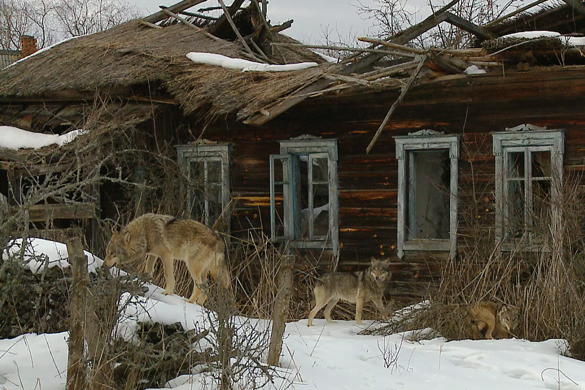 Природа Чернобыля: Как изменилась местная фауна за полвека отчуждения? - Чернобыль, Животные, Дикие животные, Радиация, Яндекс Дзен, Яндекс Дзен (ссылка), Длиннопост